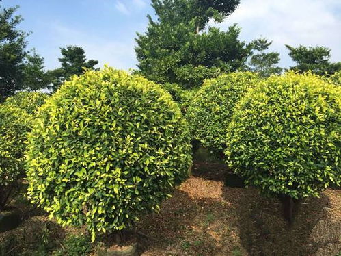 苗木栽植深度多少合适