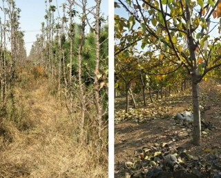 青岛销售苹果苗 欢迎来电 河东区金土地苗木种植供应