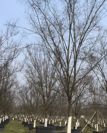 镇江乌桕苗木厂家,价格_乌桕苗木供应,销售-句容宏润苗木种植园