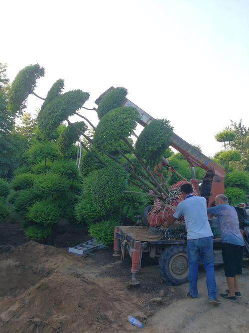 鄢陵苗木绿化种植技巧大揭秘