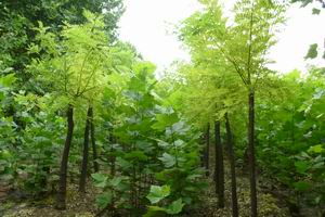 常年供应1 5公分油松 1 10公分油松 山东四季苗木国种植