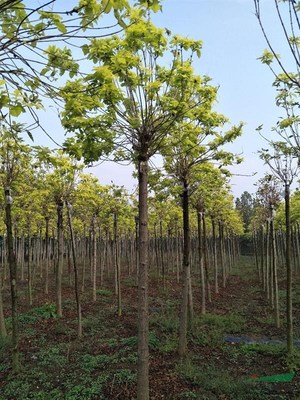 兖州市林海苗木种植专业合作社