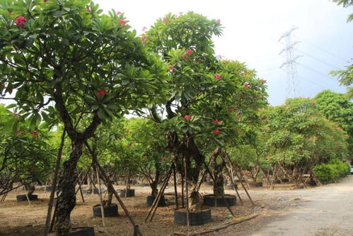 广州碧豪园林高绍文 拥有32000亩种植地,他是中国苗木出口中东第一人