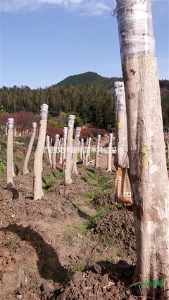 广西文祥园林苗木种植基地