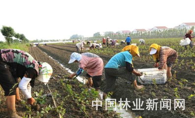 连云港浦南特色苗木种植超万亩