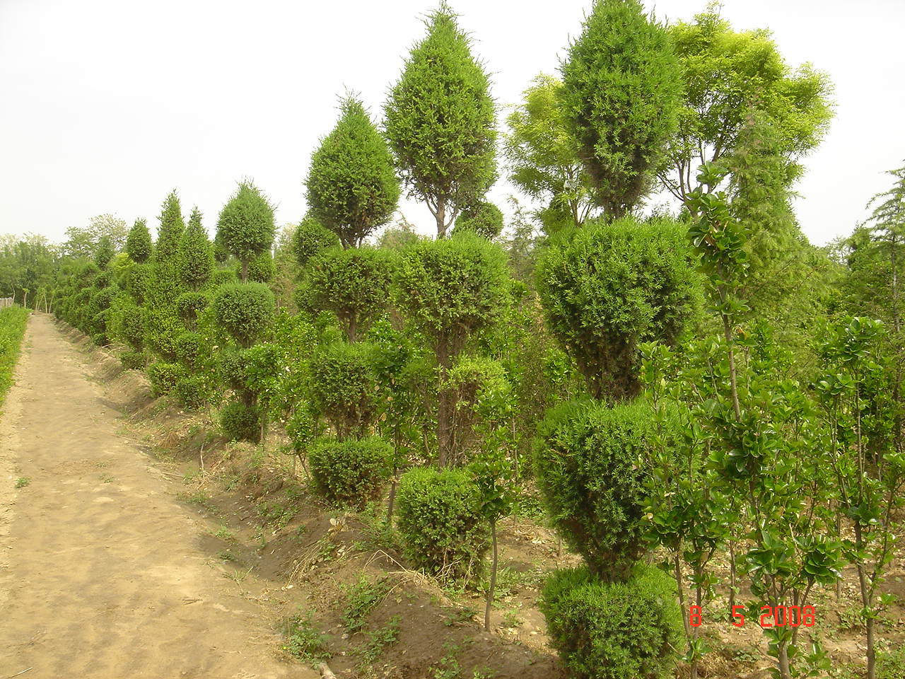 各类常青植物苗木