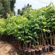 种植苗木花圃养殖家蓄-种植苗木花圃养殖家蓄货源/供应_一呼百应