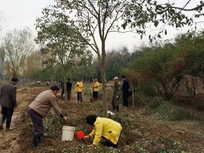 如何提高夏季种植苗木的成活率