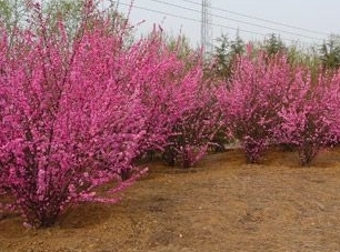 供应榆叶梅苗木 榆叶梅苗木种植基地_农副产品_世界工厂网中国产品信息库