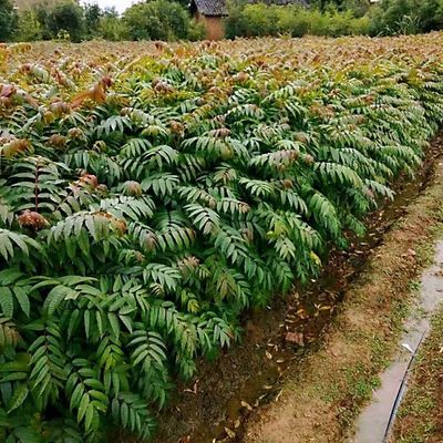 供应H60公分香椿杯苗 昊天园林红椿苗木种植基地